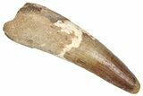 Fossil Spinosaurus Tooth - Real Dinosaur Tooth #373913-1
